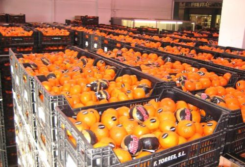 Distribución mayorista de frutas y verduras Distribución mayorista de frutas y verduras