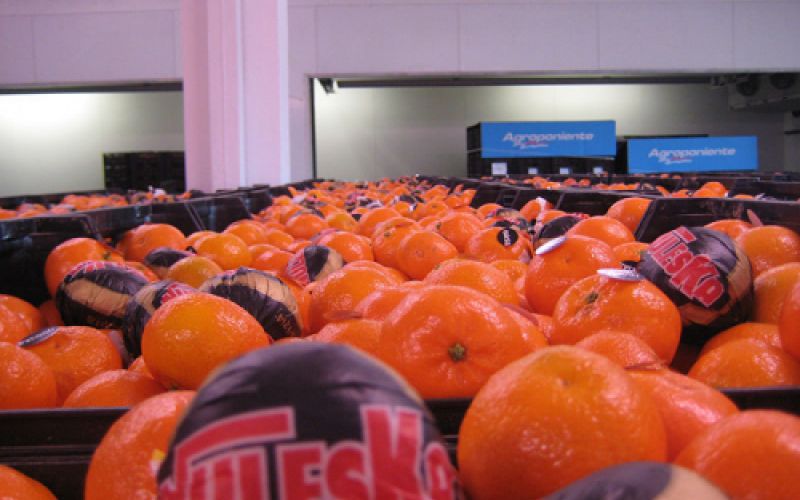 Imagen de naranjas en primer plano Imagen de naranjas en primer plano