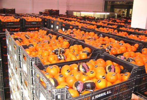 Distribución mayorista de frutas y verduras Distribución mayorista de frutas y verduras